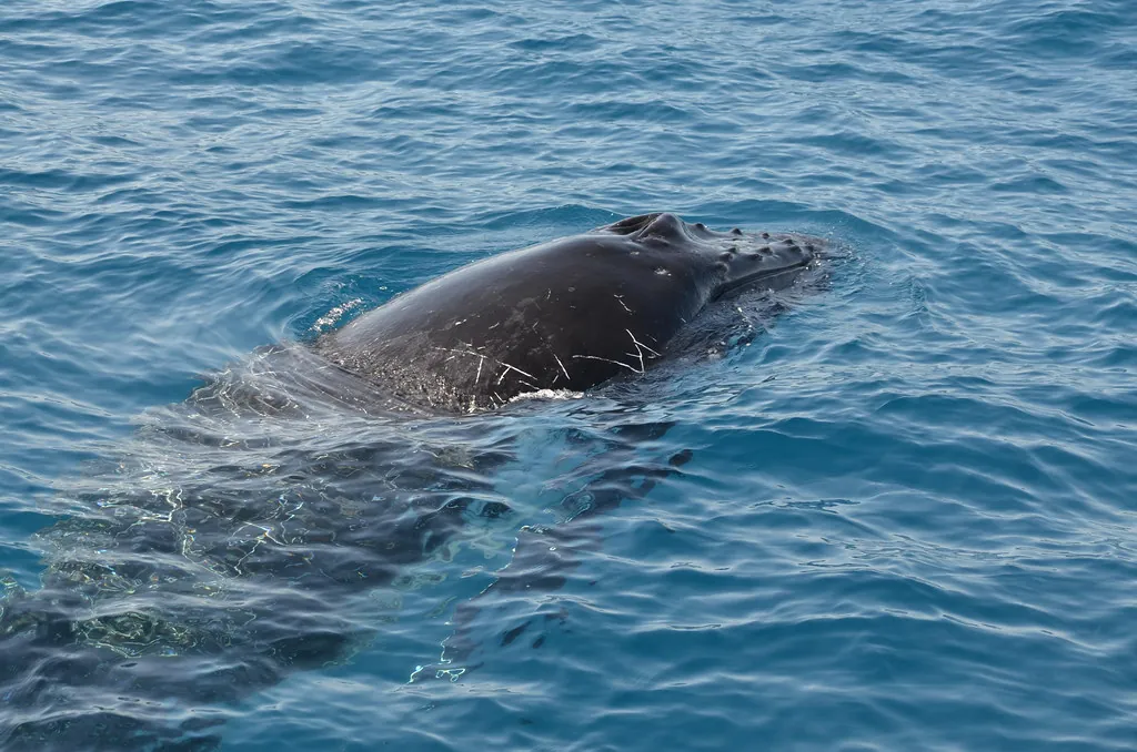 Ballena emergiendo en Hervey Bay, Australia