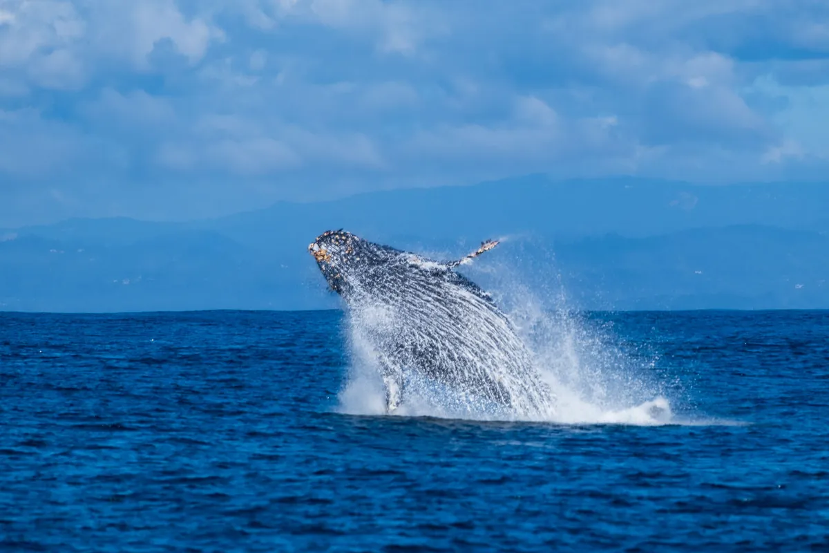 Ballena jorobada saltando en Monterey, California