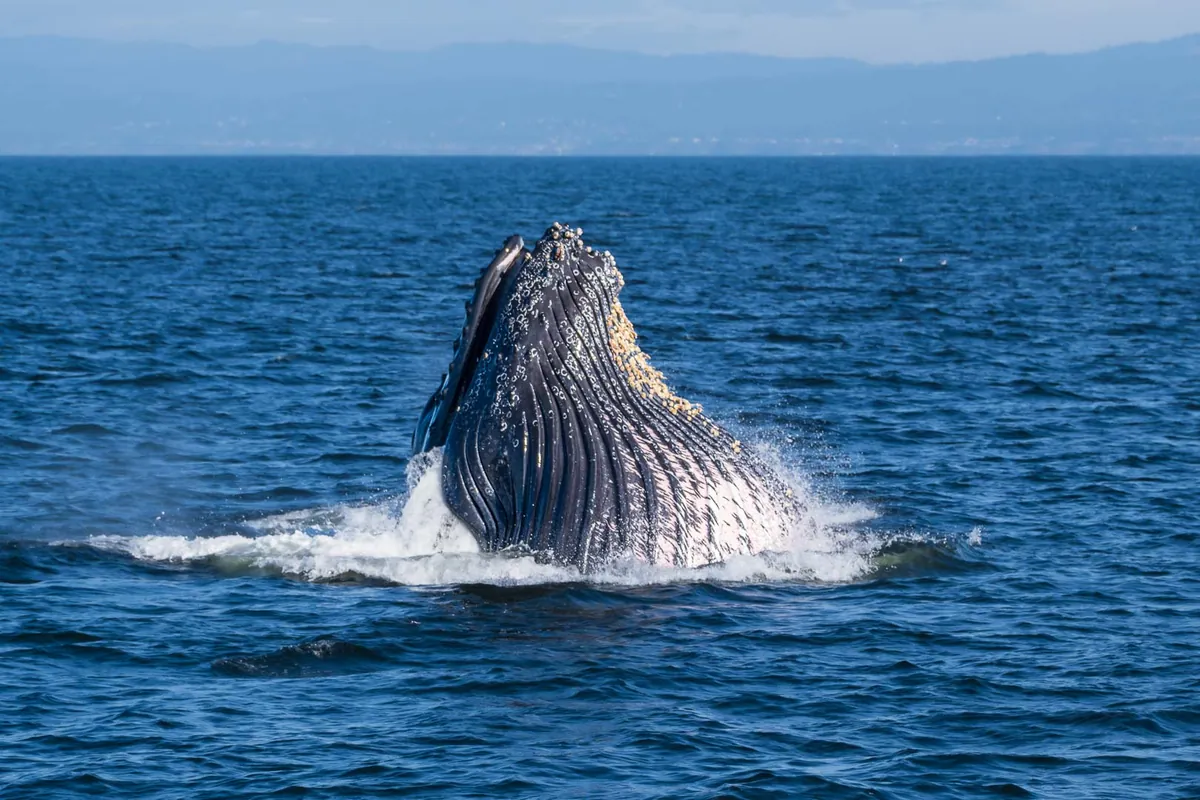 Ballena alimentándose en superficie en Monterey, California