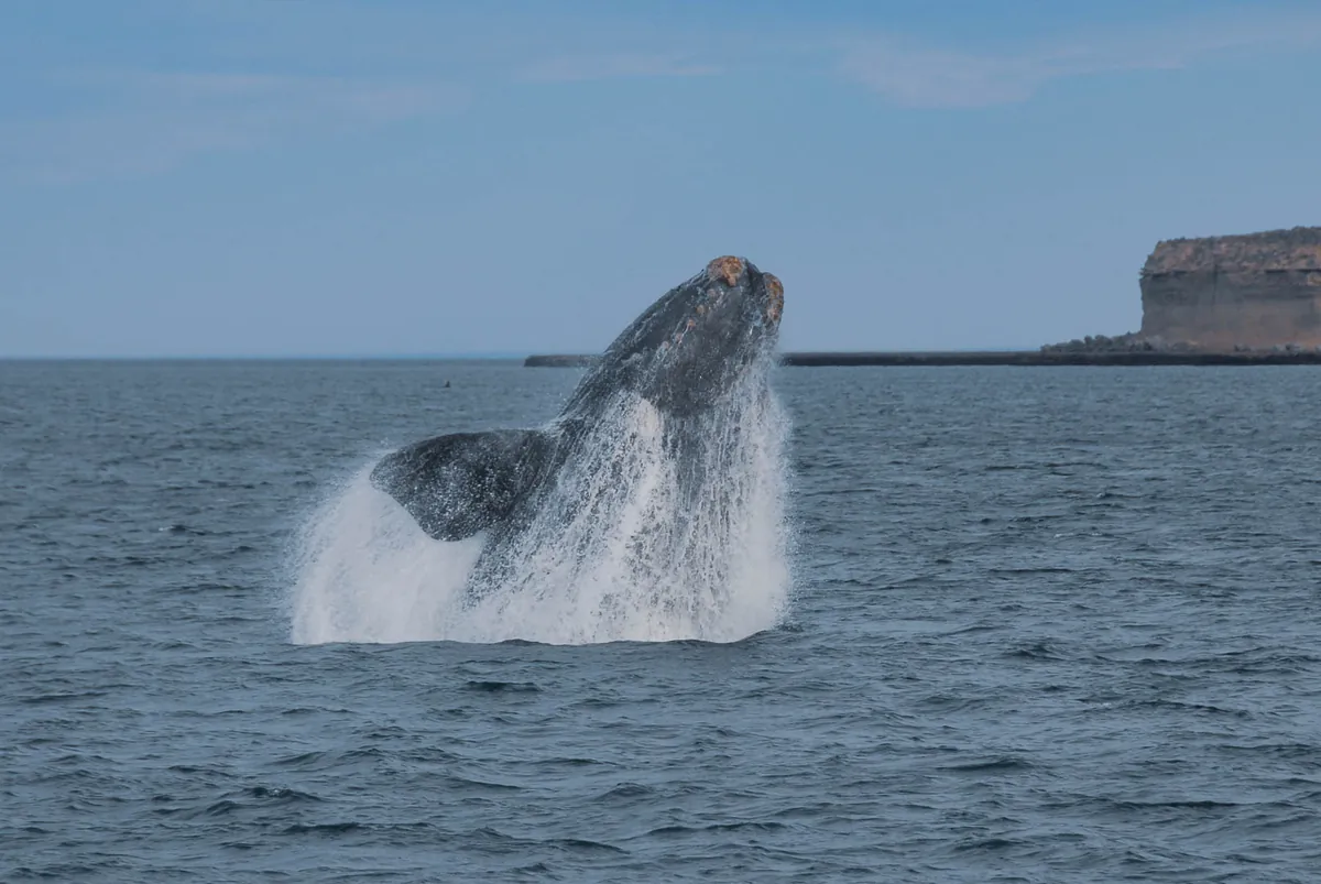 Ballena franca austral saltando frente a los acantilados de Península Valdés