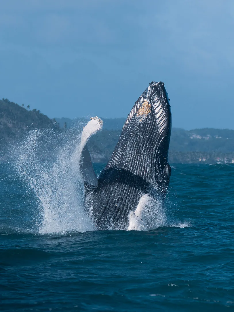 Ballena jorobada saltando en Samaná