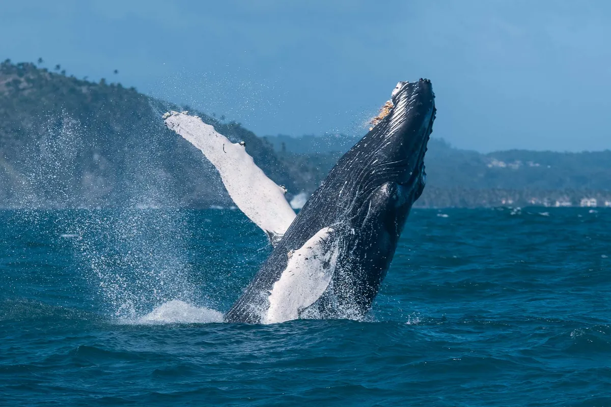 Ballena jorobada saltando en Samaná