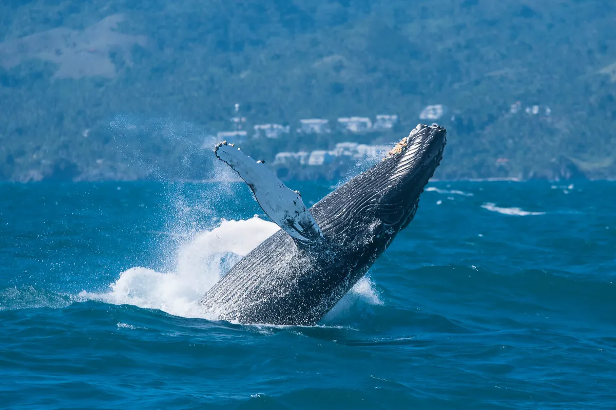 Ballena jorobada saltando en Samaná