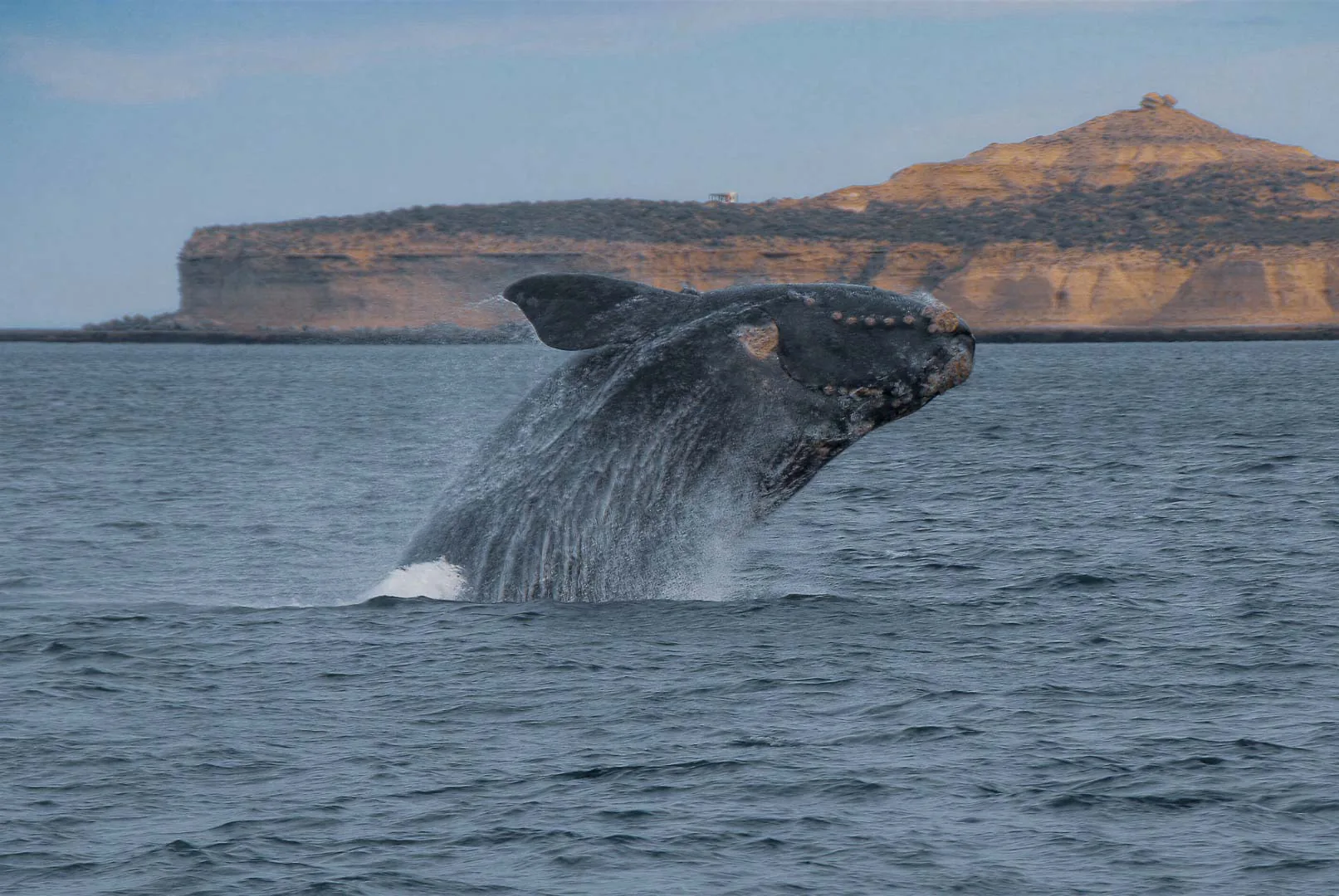 Ballena jorobada saltando de cabeza, vista frontal