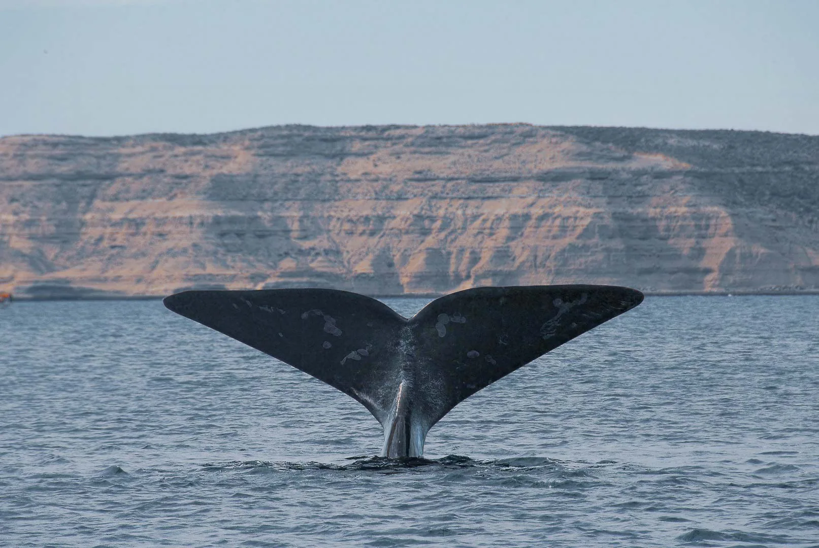 Ballena saltando de cabeza