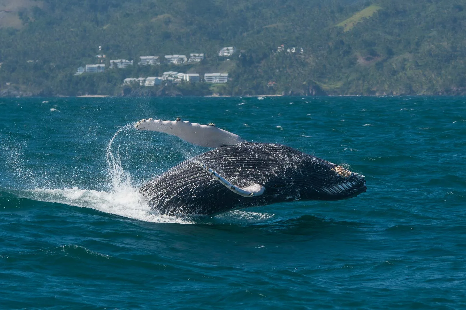 Ballena jorobada saltando, vista lateral