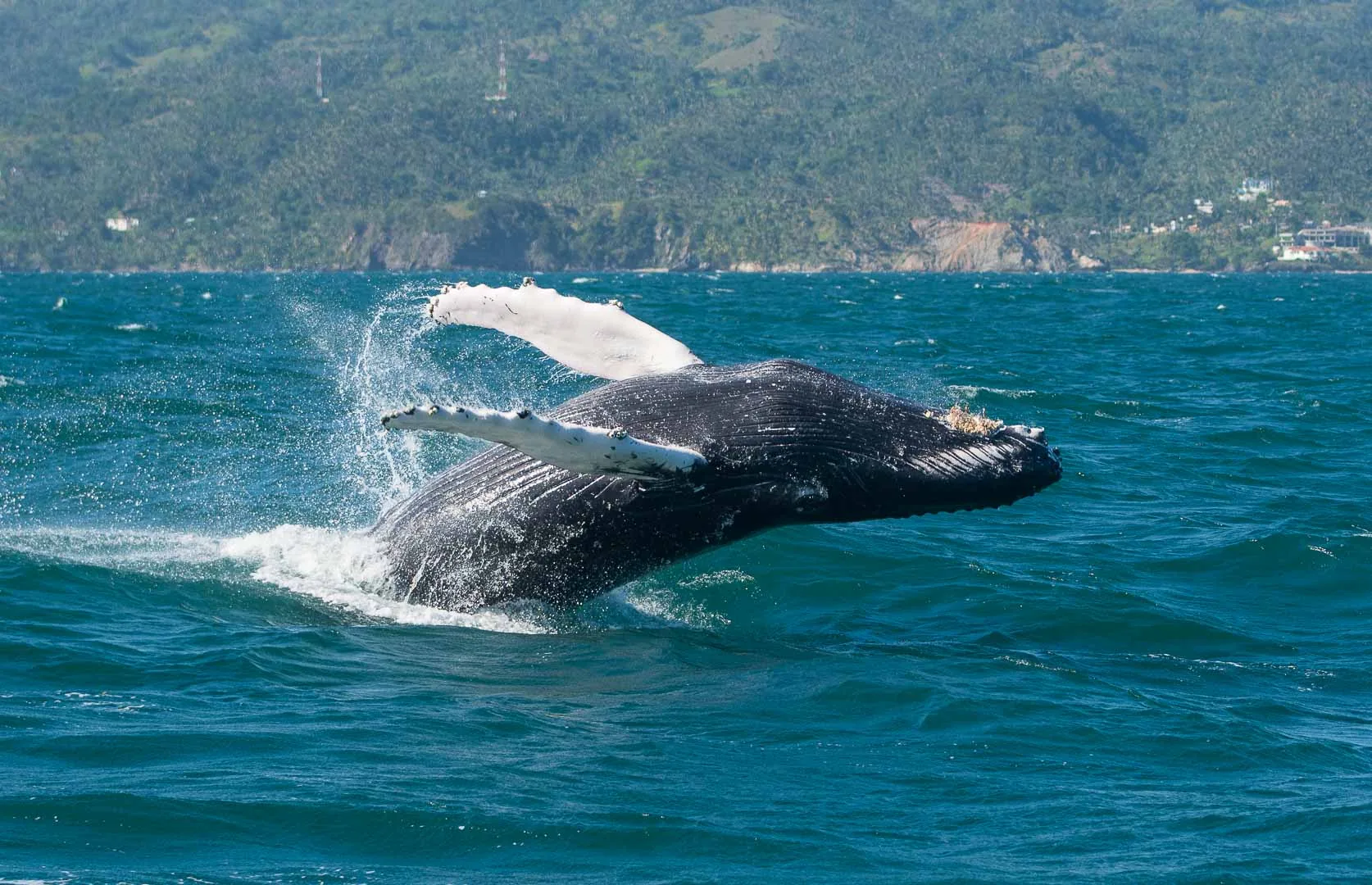 Ballena jorobada saltando de frente