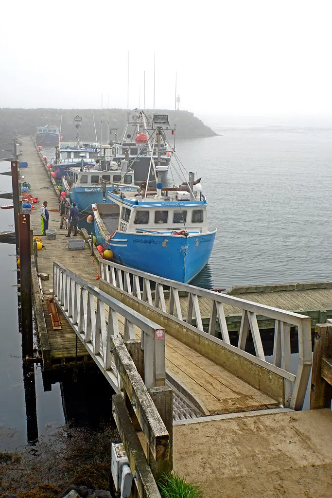 Barcos de avistamiento amarrados en un muelle