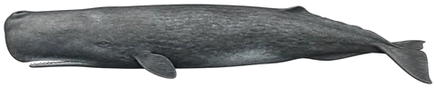 Cachalote